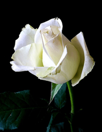 Ann Shirley Vitosh Obituary