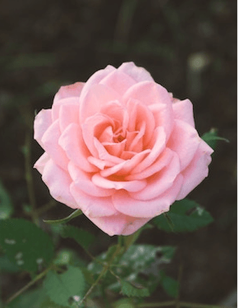 Ava Mariee Johnston Obituary